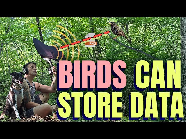 I Saved a PNG Image To A Bird